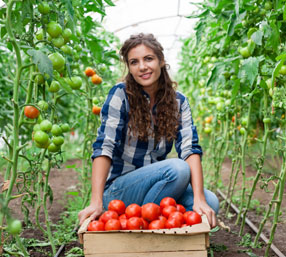 Tomato