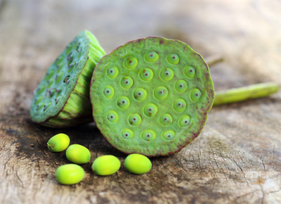 Lotus Seeds