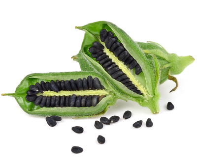 Sesame Seeds