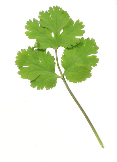 Coriander