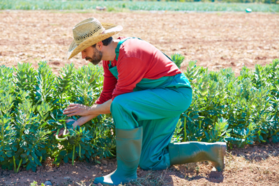 Farmer in field of lima beans