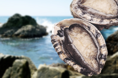 Abalone on the ocean