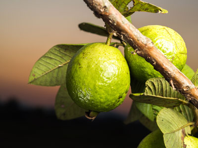 Fresh guava on vine