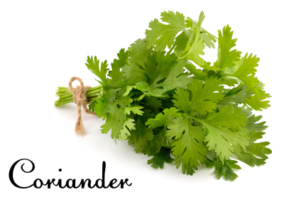 Coriander
