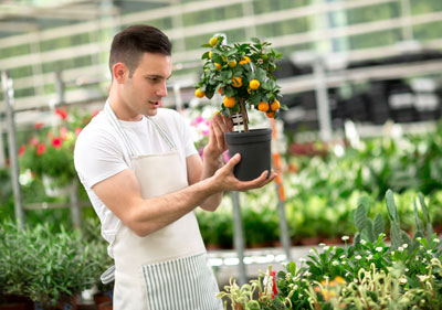 young man holding up small kumquat tree