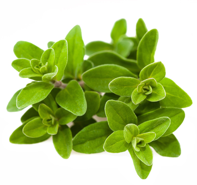 Marjoram