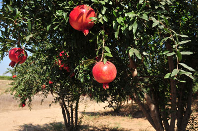 Pomegranates on tree