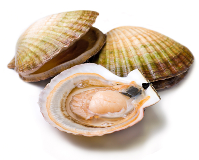 Scallops
