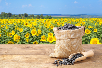 Sunflower Seeds