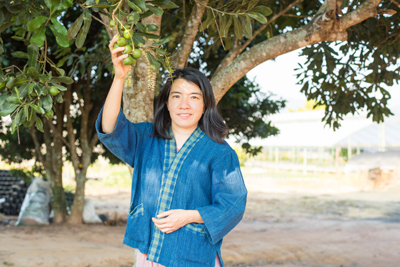 Woman picking macadamia from tree