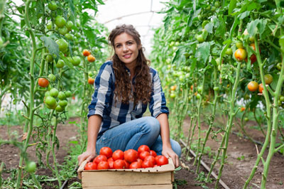 Woman picking tomato's