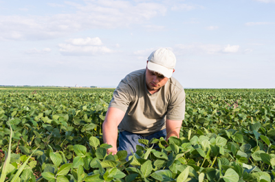 Young farmer in soybean fields